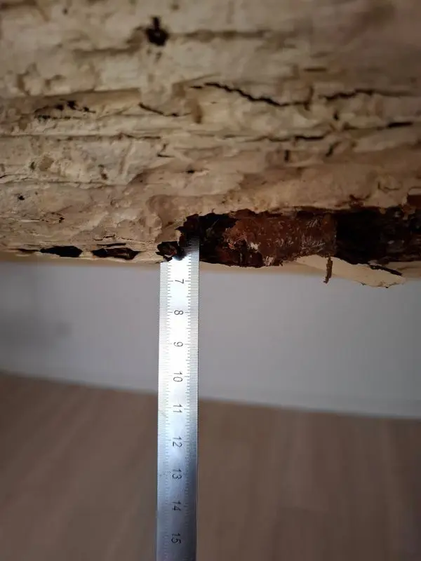 Dessous d'une poutre en bois rongée et pourrie, mesurée au mètre ruban